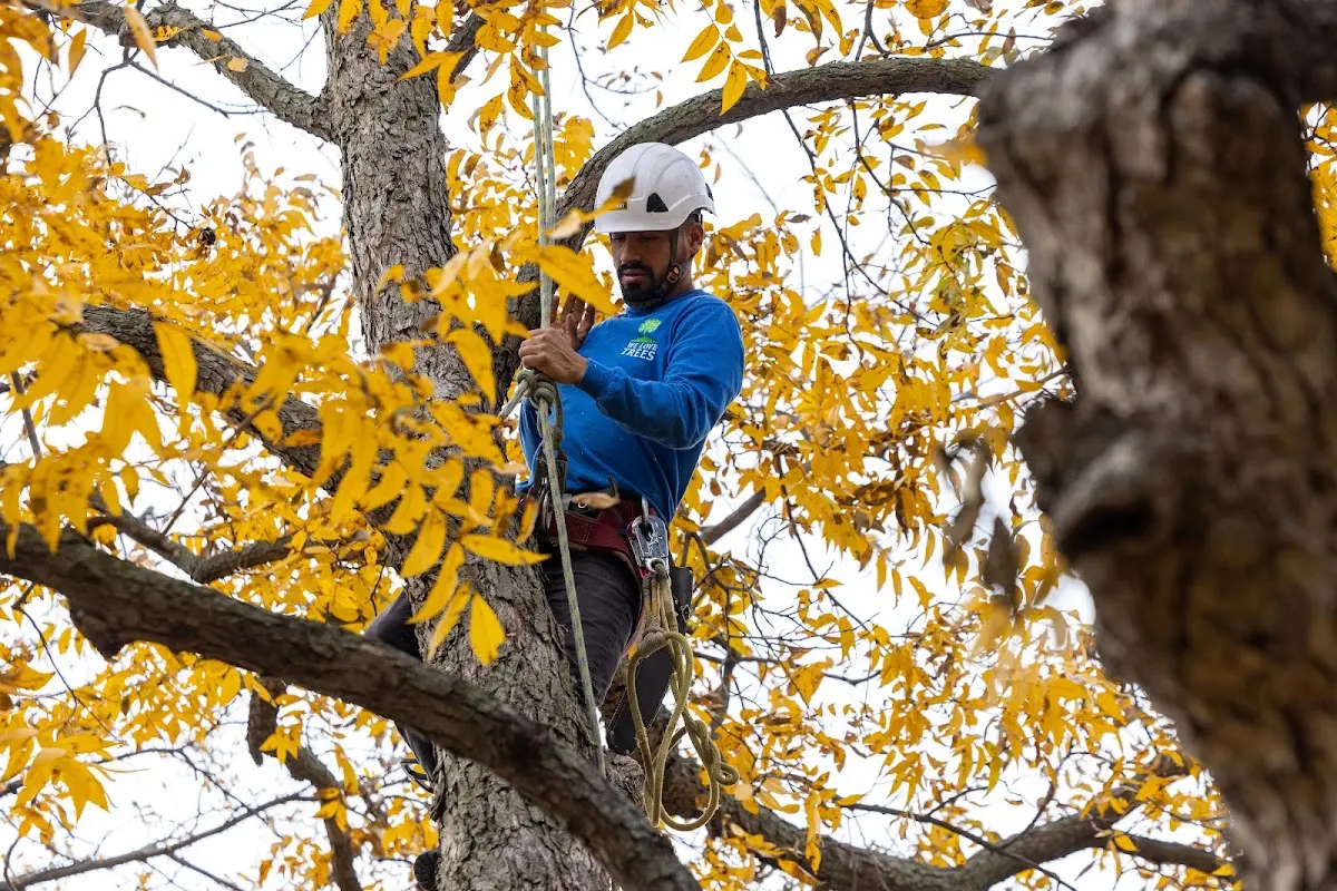 Skilled Tree Planing crew working in Haynes