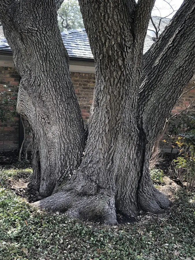 Mature heritage tree close to a Haynes property cared for by certified arborists